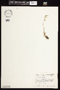 Bromus tectorum image