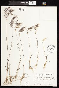 Bromus tectorum image