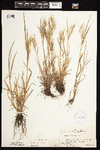 Bromus tectorum image