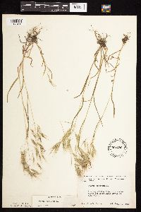 Bromus tectorum image