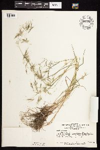 Bromus tectorum image