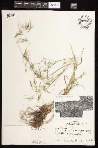 Bromus tectorum image
