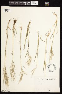 Bromus tectorum image