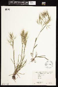 Bromus tectorum image