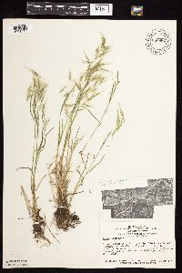 Bromus tectorum image