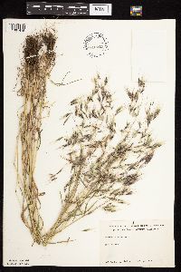 Bromus tectorum image
