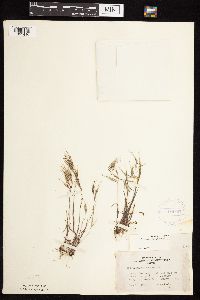 Bromus tectorum image