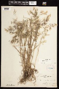 Bromus tectorum image