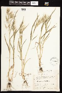 Bromus tectorum image