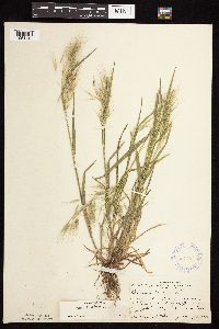 Bromus tectorum image