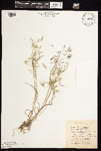 Bromus tectorum image