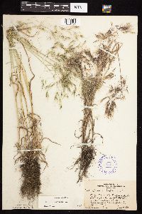 Bromus tectorum image