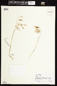 Bromus tectorum image