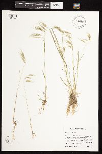 Bromus tectorum image