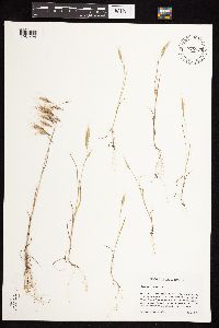 Bromus tectorum image