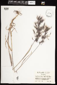 Bromus tectorum image
