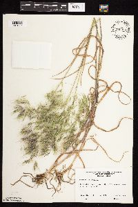 Bromus tectorum image