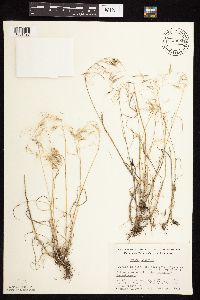 Bromus tectorum image
