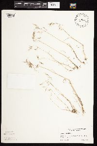 Bromus tectorum image