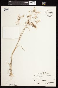 Bromus tectorum image