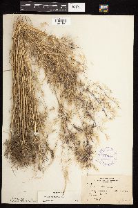 Bromus tectorum image