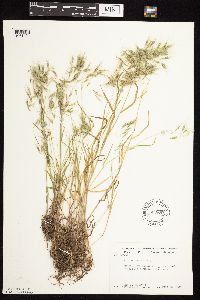 Bromus tectorum image