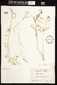 Bromus tectorum image