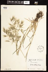Bromus tectorum image