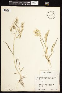 Bromus tectorum image