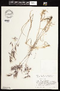 Bromus tectorum image