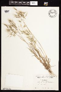 Bromus tectorum image
