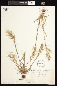 Bromus tectorum image