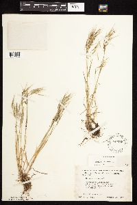 Bromus tectorum image