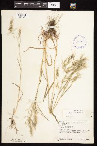 Bromus tectorum image