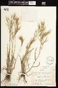 Bromus tectorum image