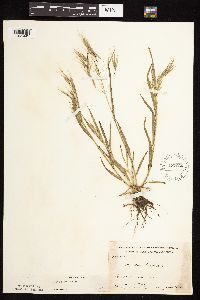 Bromus tectorum image