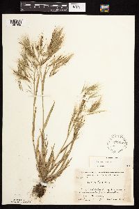 Bromus tectorum image