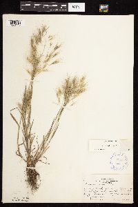 Bromus tectorum image