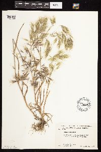 Bromus tectorum image