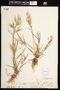 Bromus tectorum image