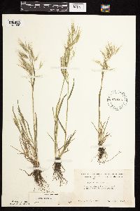 Bromus tectorum image