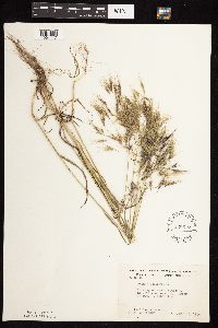 Bromus tectorum image