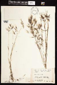 Bromus tectorum image