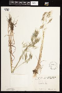 Bromus tectorum image