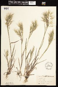 Bromus tectorum image