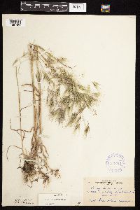 Bromus tectorum image