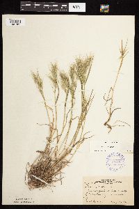 Bromus tectorum image