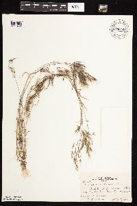 Bromus tectorum image
