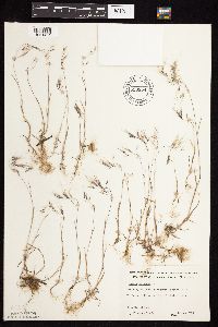 Bromus tectorum image