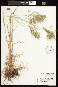 Bromus tectorum image